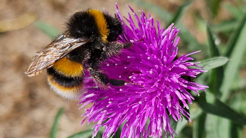 Close-up of a black-and-yellow bumblebee gathering nectar from a bright purple thistle flower.