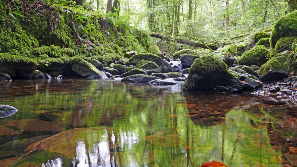 A clear woodland burn flows through Birnam Glen.