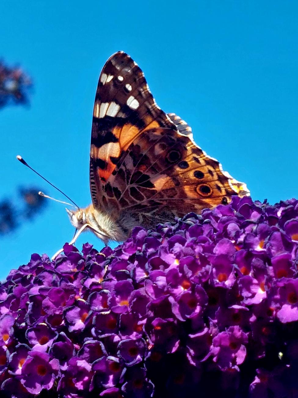 Close-up of a butterfly perched on a cluster of vibrant purple flowers at Archerfield Walled Garden.