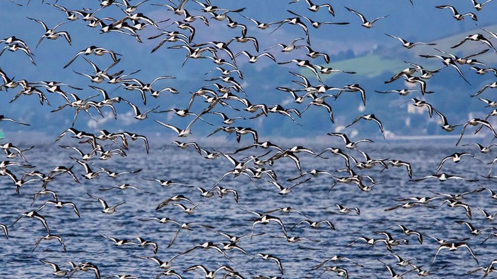 A large flock of oystercatchers takes flight over the water at Ardmore Point, creating a striking pattern of black-and-white wings against a coastal backdrop.