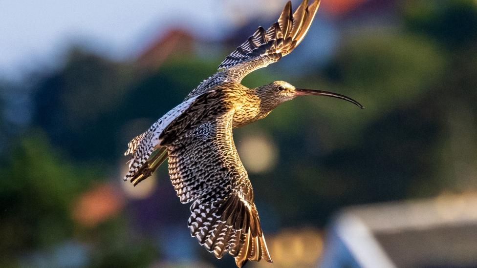A curlew is captured in flight above Seamill beach.