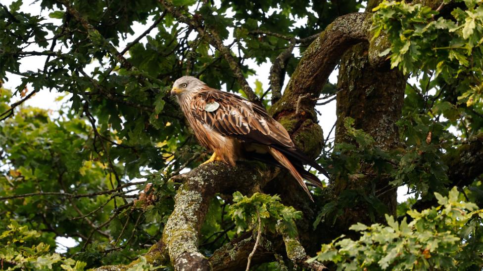A red kite perches on a thick tree branch surrounded by dense green oak leaves.