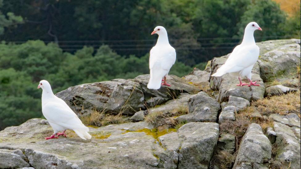 Three white doves stand on rocky ground at the summit of North Berwick Law.