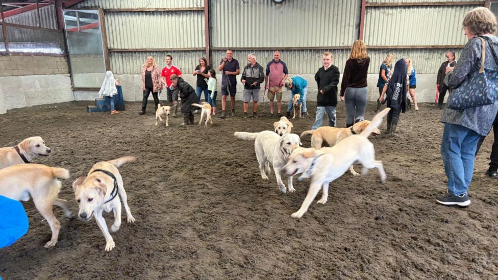 Dogs are seen running around in a barn
