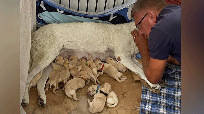 Meiron Thomas lies down next to Tilly, a white haired labrador, shortly after she have birth to 12 live puppies. They are all gathered around her, feeding.