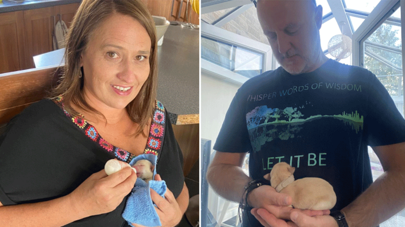 A woman and a man hold tiny puppies, the woman has a small bottle used to feed the small dog.