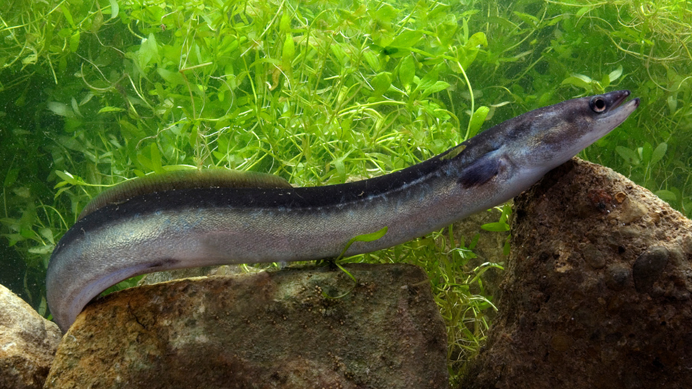 A silver eel is resting on a rock with its mouth slightly open. It is long and thin. There is vivid green vegetation in the water behind it.
