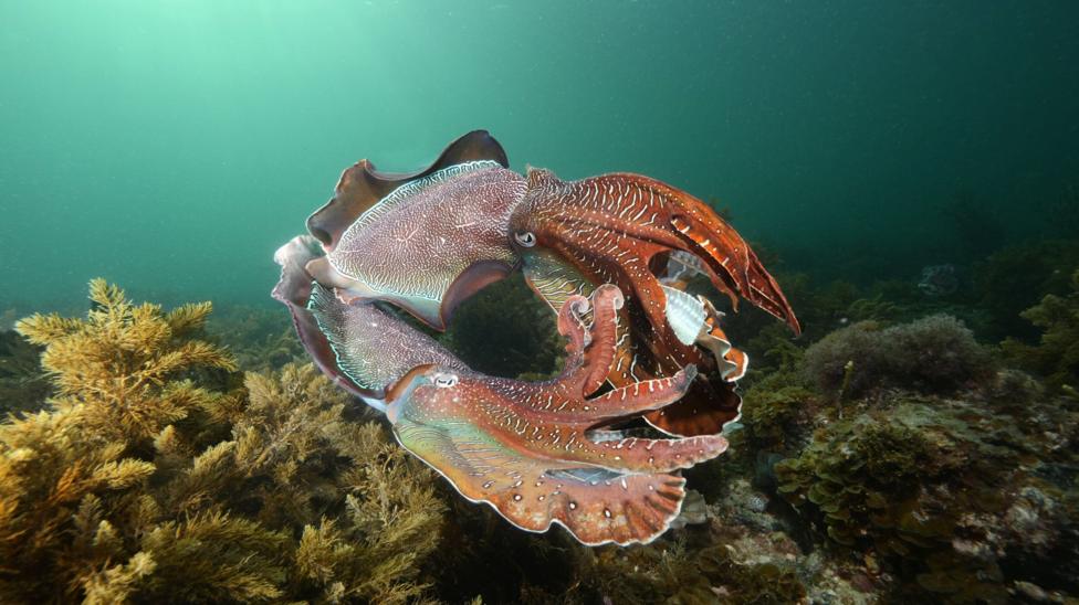Two male giant Australian cuttlefish in South Australia