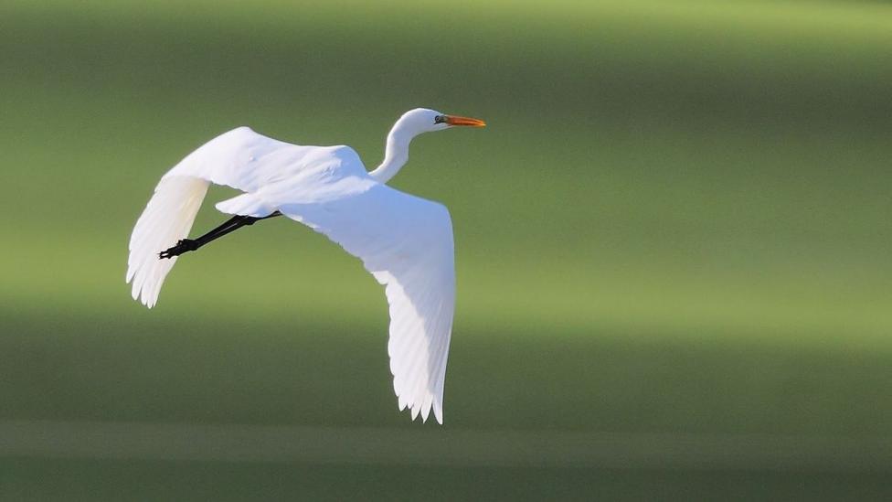 A white egret with a long neck and orange bill flies above water with its wings fully outstretched. The bird is shown in profile against a blurred green background, with its black legs trailing behind.