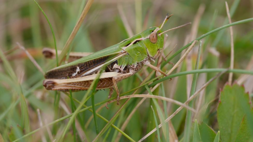 A green grasshopper sits among long blades of grass and dry vegetation. The insect is shown in close-up from the side, with folded wings, long antennae and brown markings visible against a softly blurred background.