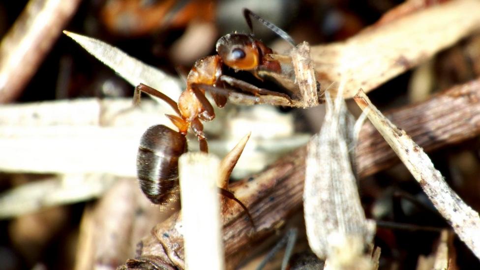A close-up of a narrow-headed ant which is walking along a twig and surrounded by dry leaves. It is brown and has a pointed head.