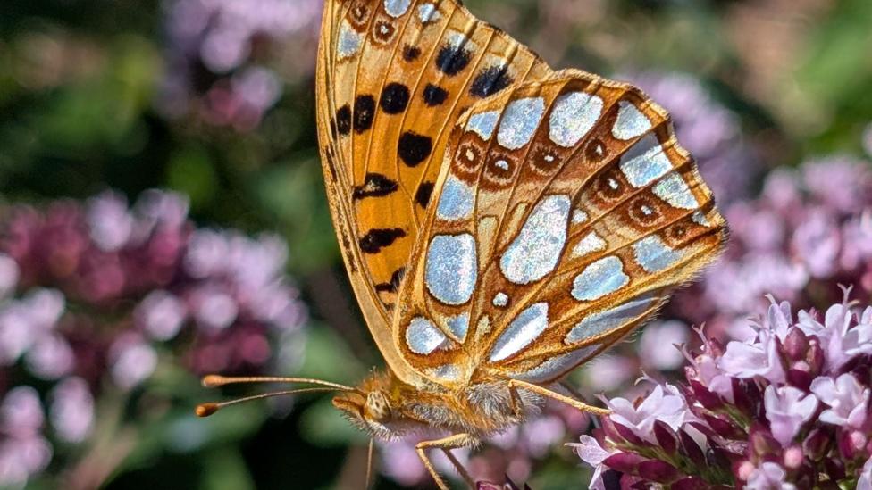 An orange butterfly with black spots on the top of its wings and silver spots on the underside. 