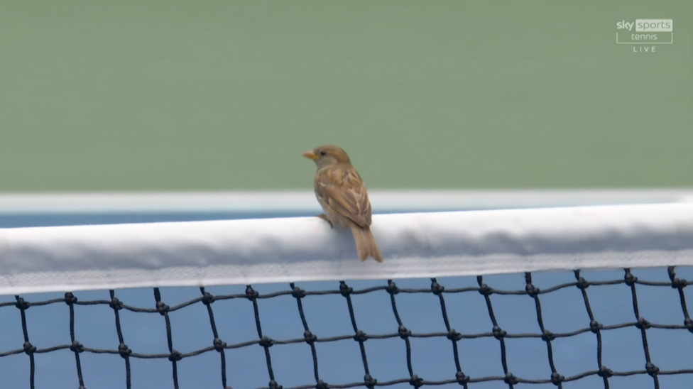 A small brown bird sat on the white net cord against a green and blue background