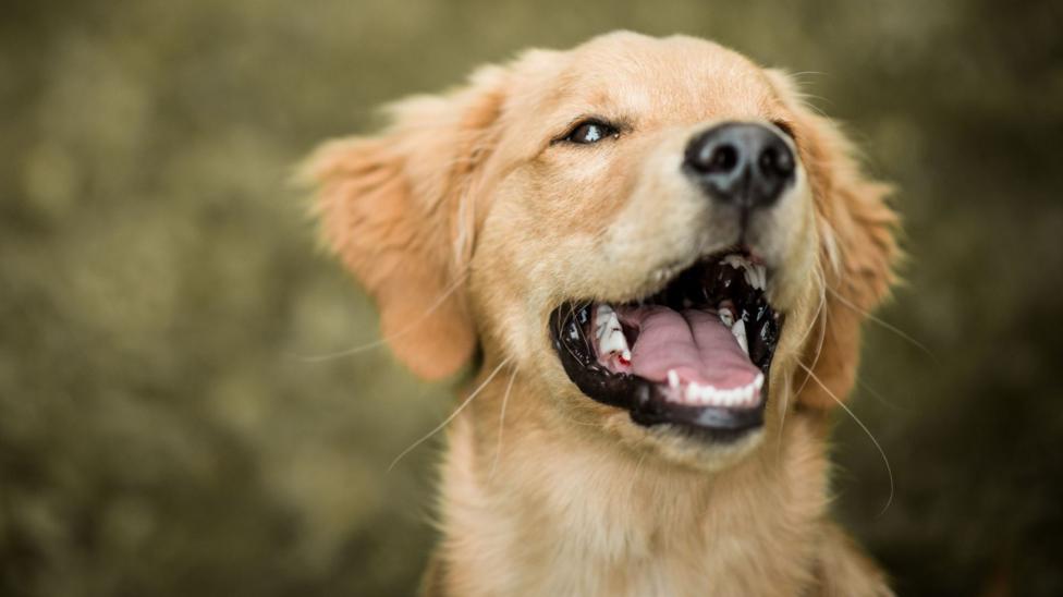 A close up of a golden retriever showing its neck and head. The dog is a golden colour, has its mouth open while it looks up to the right of the image.