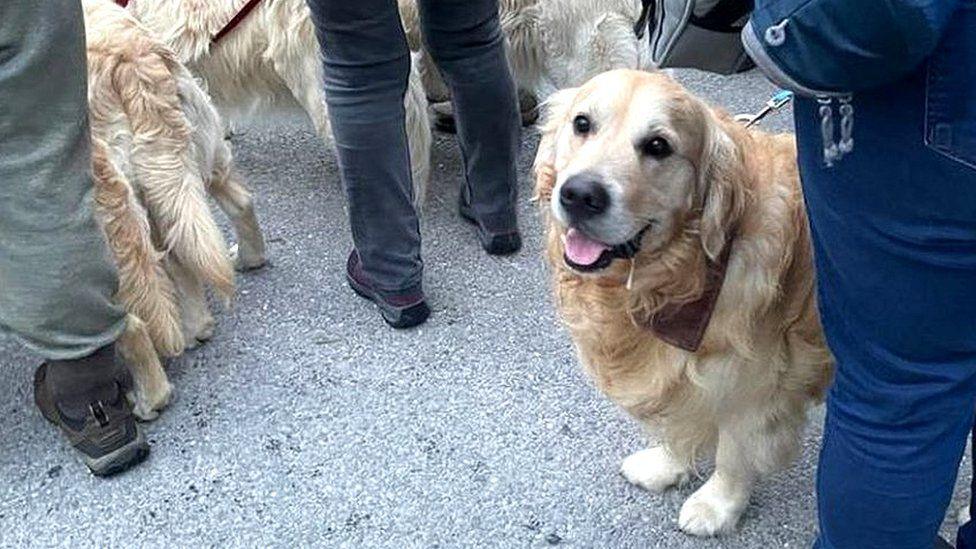 A golden retriever stands with its tongue out next its owner.