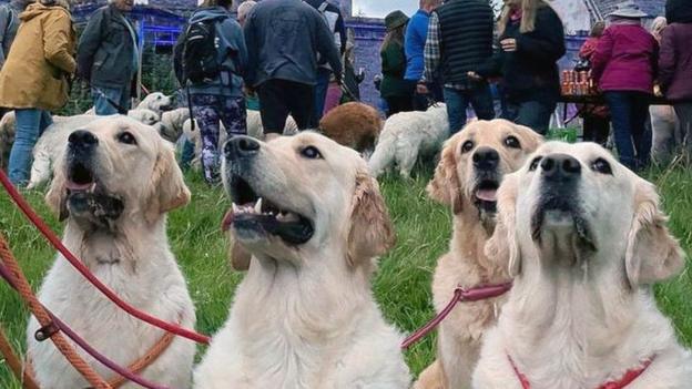 Four well-behaved golden retrievers sitting looking at their owner on a grassy area below the ruins of Guisachan House.