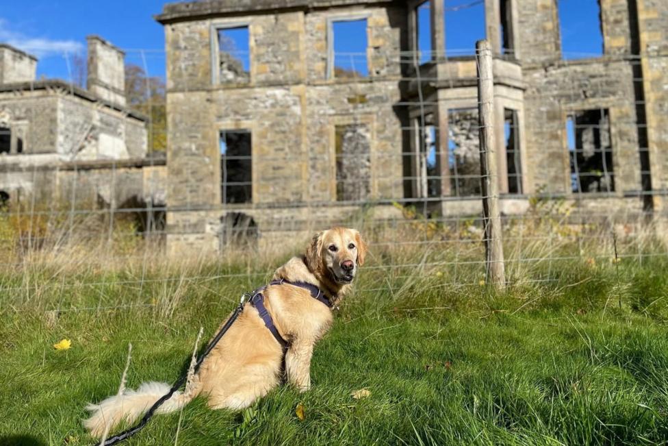 A golden retriever sits looking at the camera on a grassy area below the ruins of Guisachan House.
