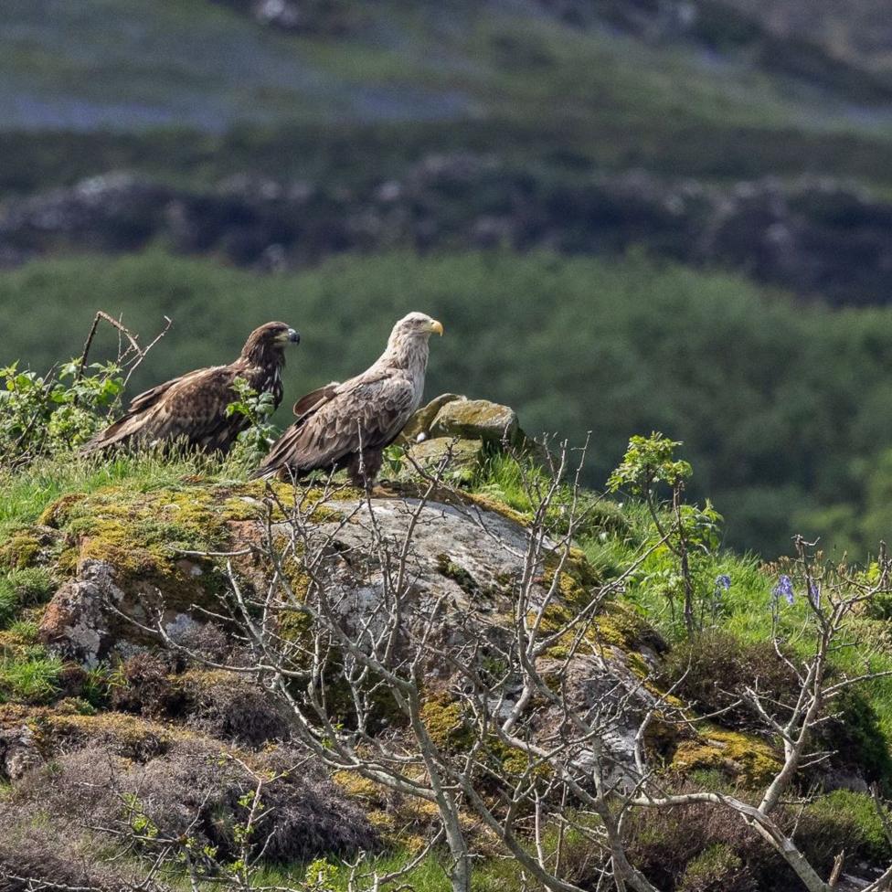 The image shows two sea eagles - the UK's largest birds of prey. Ther is a dark brown juvenile on the left of the image and a more mature parent next to it. Both birds are perched on a rocky outlook with green vegetation and moss growing on the rocks. The birds both appear to be looking out over the landscape. 