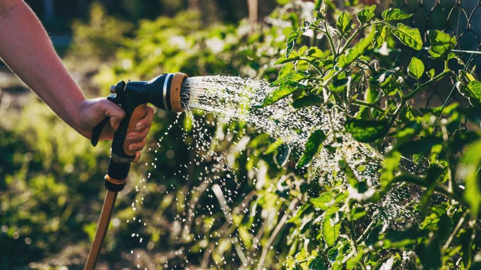 A person with a sprayer watering the plants.