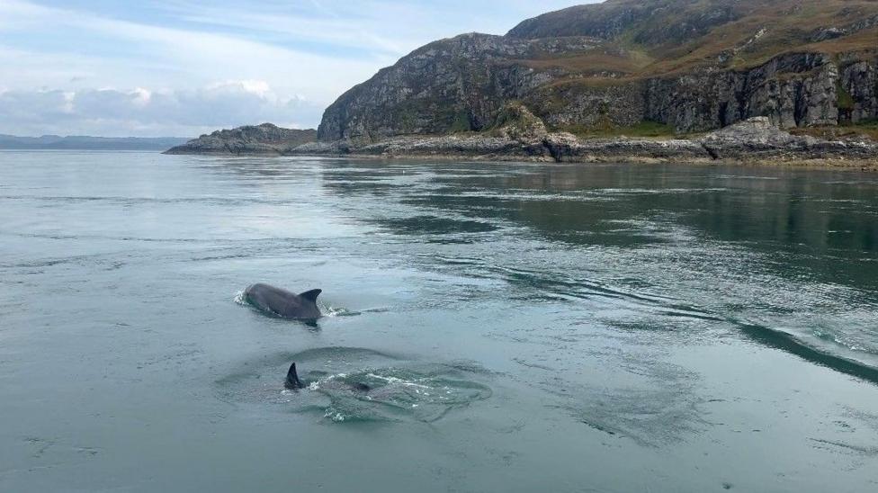 Two dolphins on the surface of the water. A large cliff is in the background and the sky is cloudy.