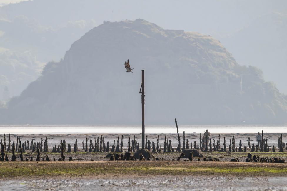 A large rock in the background across the water. In the foreground there are wooden pillars on the shore and seaweed along the beach. An osprey takes off from a larger wooden pillar.