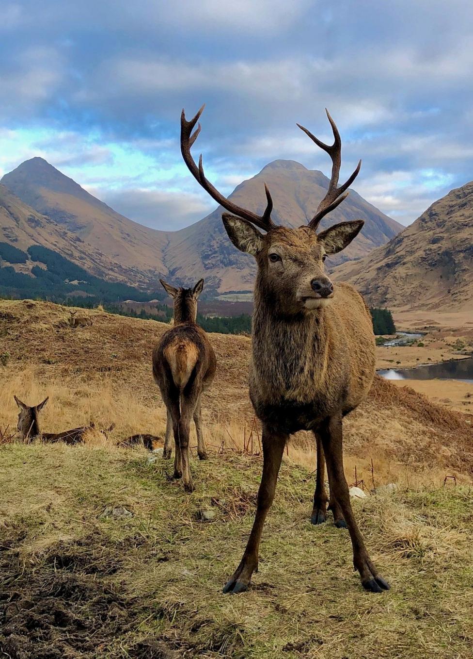 A herd of deer in the Scottish Highlands. One is facing the camera and the rest are facing away. There are peaks in the background.