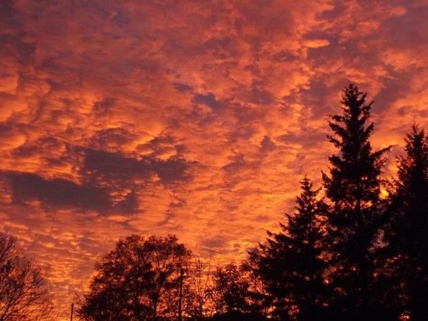 A red sunset. Silhouettes of trees are in the foreground.