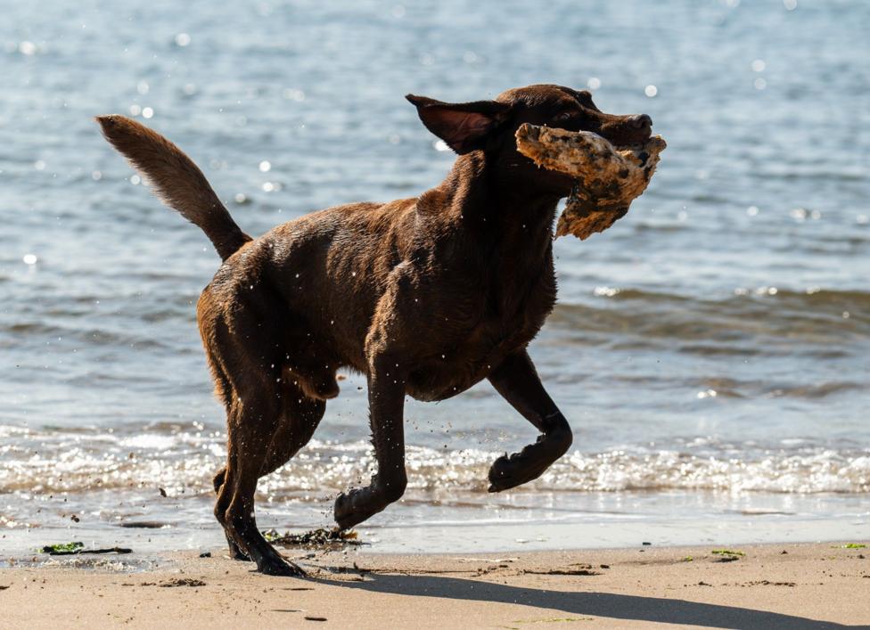 A middle-sized brown dog running out of the sea carrying a piece of driftwood in its mouth. The sun is reflecting off the water and there are splashes around its legs.