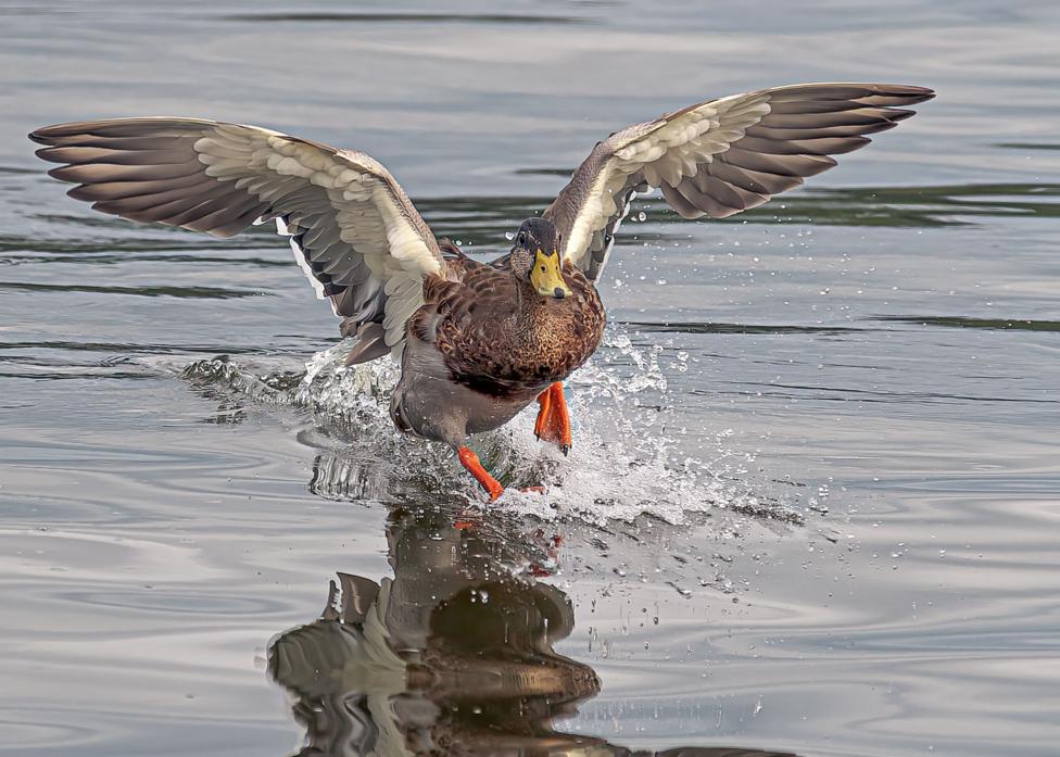 A mallard duck with light and dark brown feathers and bright orange feet landing on the water. Its wings are up and there are splashes on the surface.