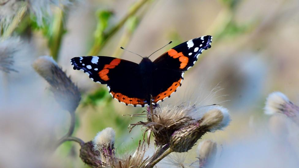 A black butterfly with red and white markings sitting on a thistle.