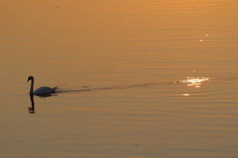 A swam in the water surrounded by an orange sunset.