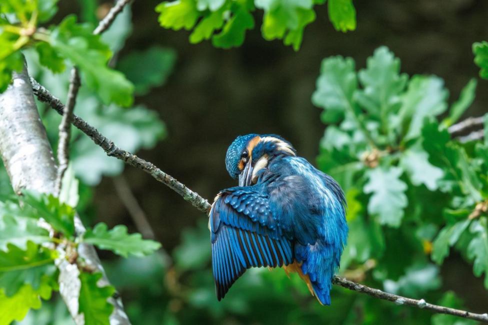A young kingfisher with blue and white feathers. It was orange feathers around its head and tail and it sits on a tree branch. Green leaves on trees are in the background.