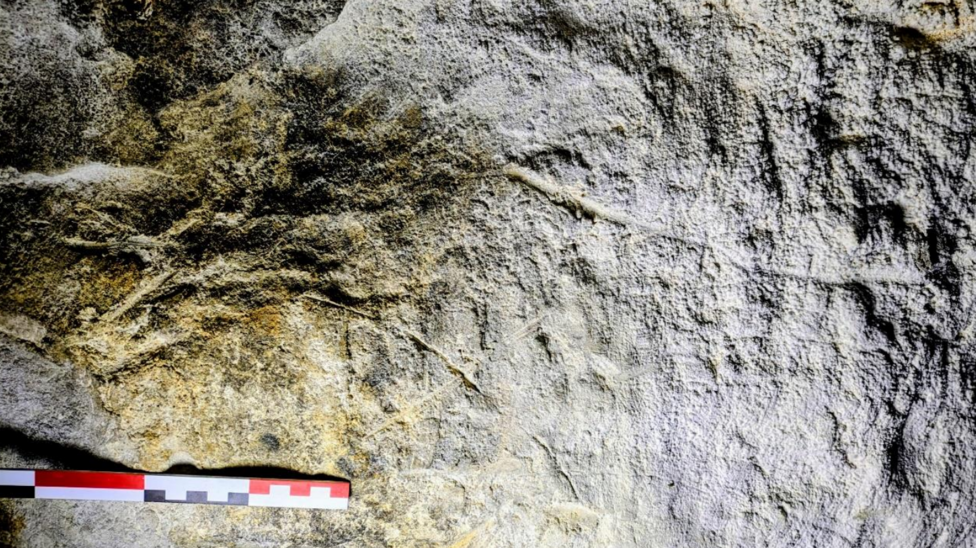 Roughly a meter long, an engraving on the interior limestone wall of a cave in south-west Ireland shows a crude representation of a deer's head, neck and flank. An archaeologist holds up a ruler beneath the artwork in order to give a perspective of scale to its dimensions