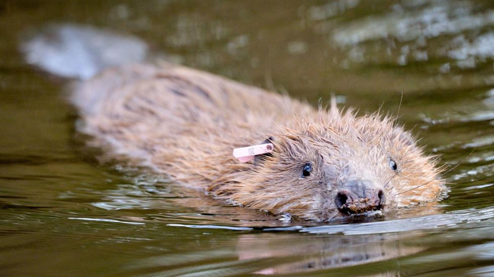 A brown beaver swimming in water. Half of the beaver's body is submerged, but its nose and eyes are above the water.