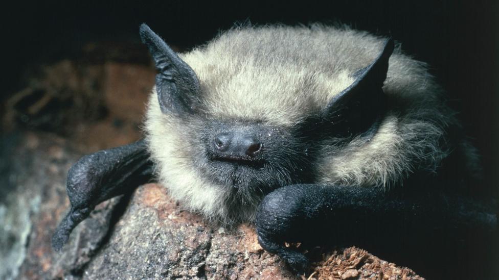 A close up photograph of a common pipistrelle bat. It has a black face with prominent nostrils and black pointed ears poking through grey and white fur.
