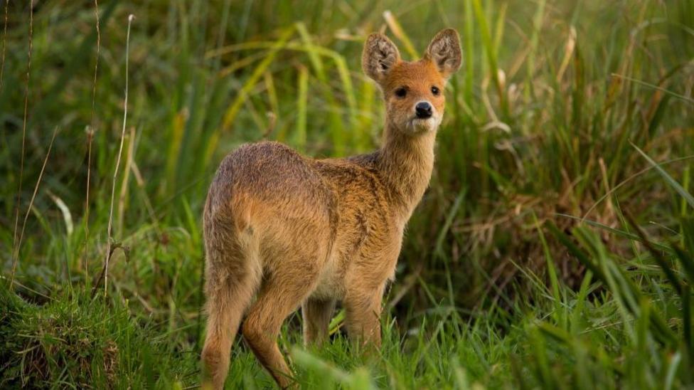 A Chinese water deer on Strumpshaw Fen. The deer has been photographed from behind, however is looking over its shoulder with a curious expression and its ears standing up. It is nestled in an area of grassland.