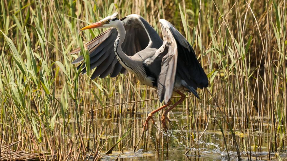 A heron walking through an area of wetland with grasses and reedbeds. The heron partially has its wings open. The bird is stalking off to the left and has grey and white feathers with an orange beak.