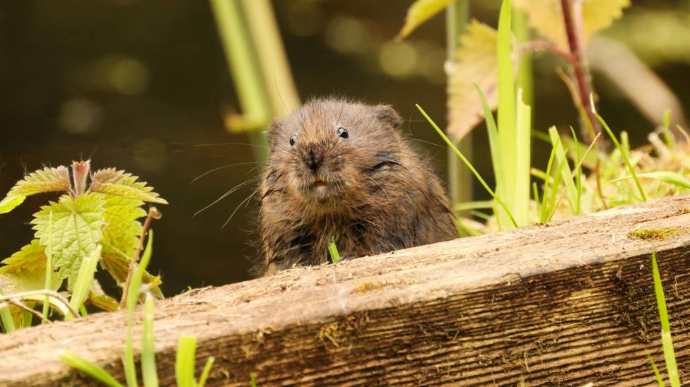 Water vole peers over a plank of wood surrounded by foliage