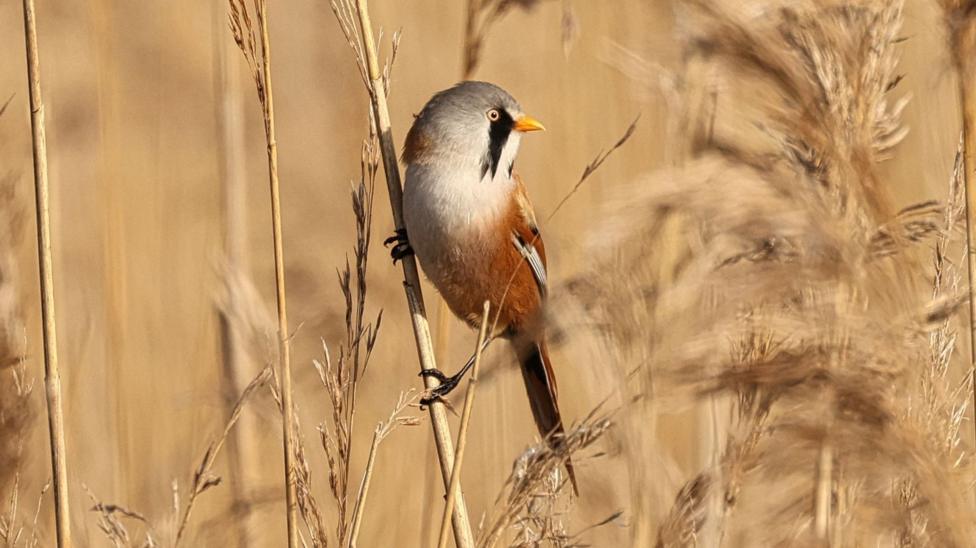 A Bearded Reedling bird resting on a thin branch in an area of reedland. It is facing towards the right and has a grey and white feather head with brown feathers on its body.
