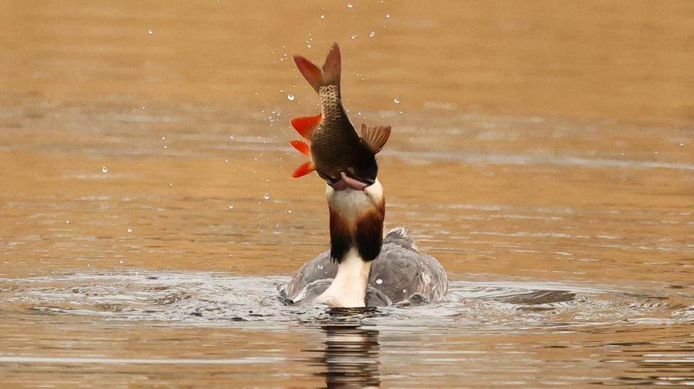 A Grebe bird in a body of water at Strumpshaw Fen in Norfolk. The bird is in the water and has a fish in its beak.