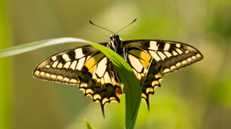 A Swallowtail butterfly within the grass at Strumpshaw Fen in Norfolk. The butterfly has patterned yellow and black wings and is resting on a blade of grass.