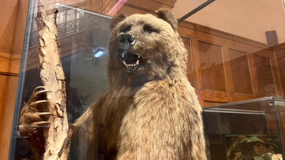 A taxidermy brown bear in a glass cabinet is seen holding the branch of a tree.