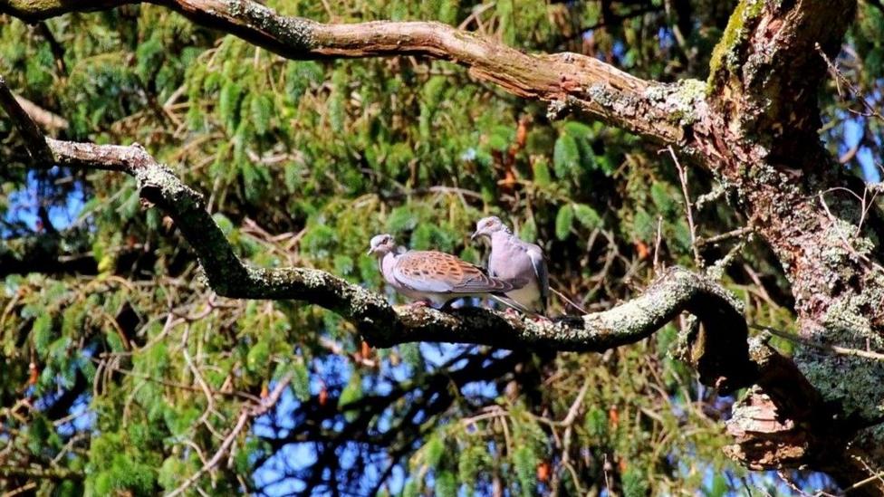 Undated handout photo issued by South Downs National Park of Turtle doves in trees.