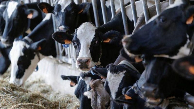A group of black-and-white dairy cattle housed inside a livestock building. Several cows are standing side-by-side in feeding stalls along a concrete feed barrier. The animals are positioned closely together, with their heads extending through metal rails.