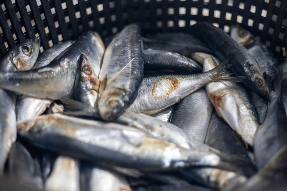 A basket of silvery fish
