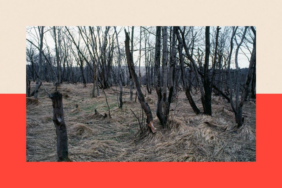 Trees that have been killed by acid rain