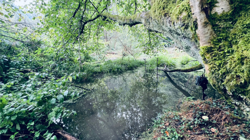 A shot of a small pond in a forest surrounded by overgrowth and trees