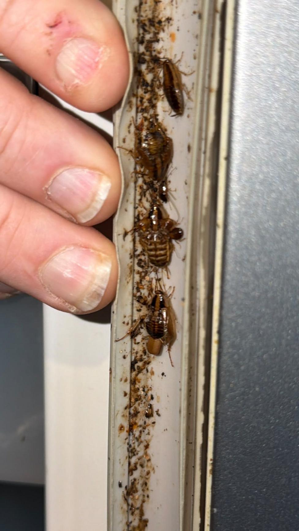 Cockroaches in a door seal