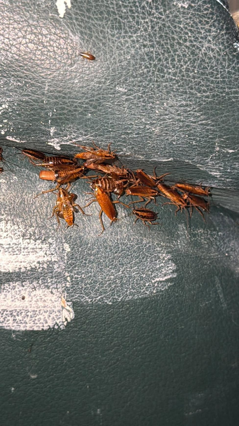 multiple cockroaches behind a sofa