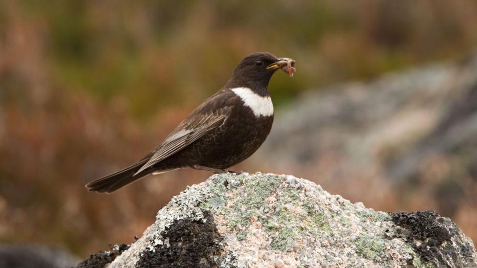 Photograph of a male ring ouzel with a worm in its mouth. It is a small bird, with dark feathers and a white crest around its chest